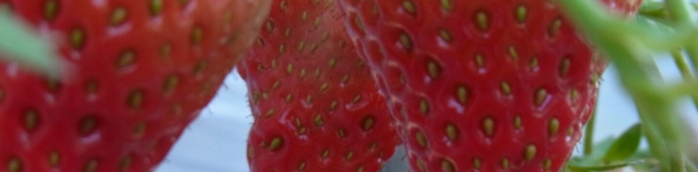 りわ♪polka dots